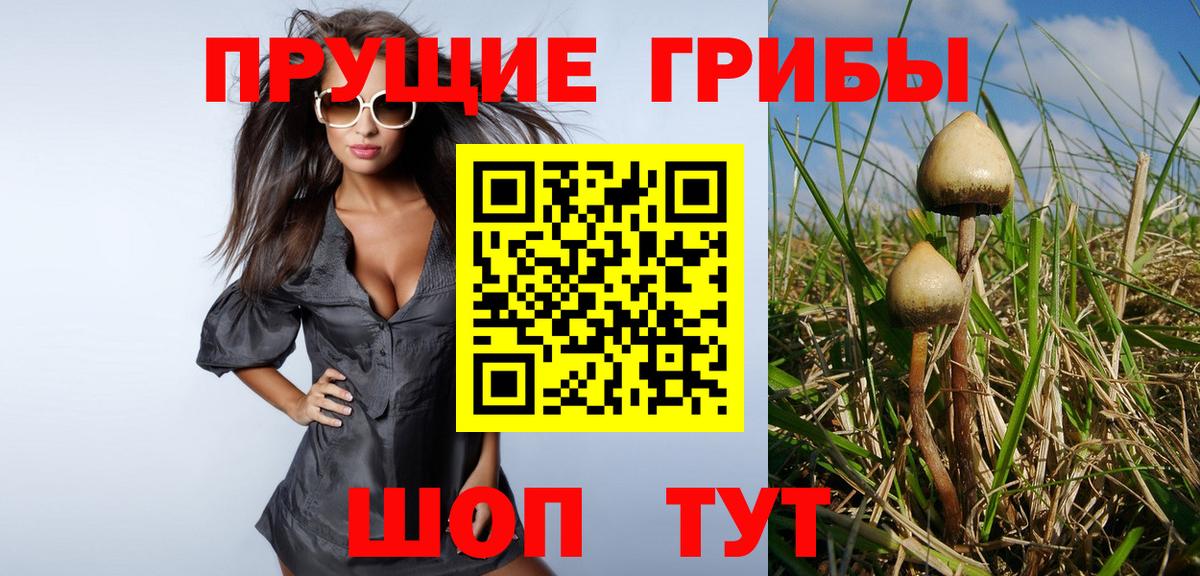 Псилоцибиновые грибы Cubensis Сосновый Бор